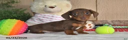 Miniature Dachshund dogs for sale: Koby - Ad 3
