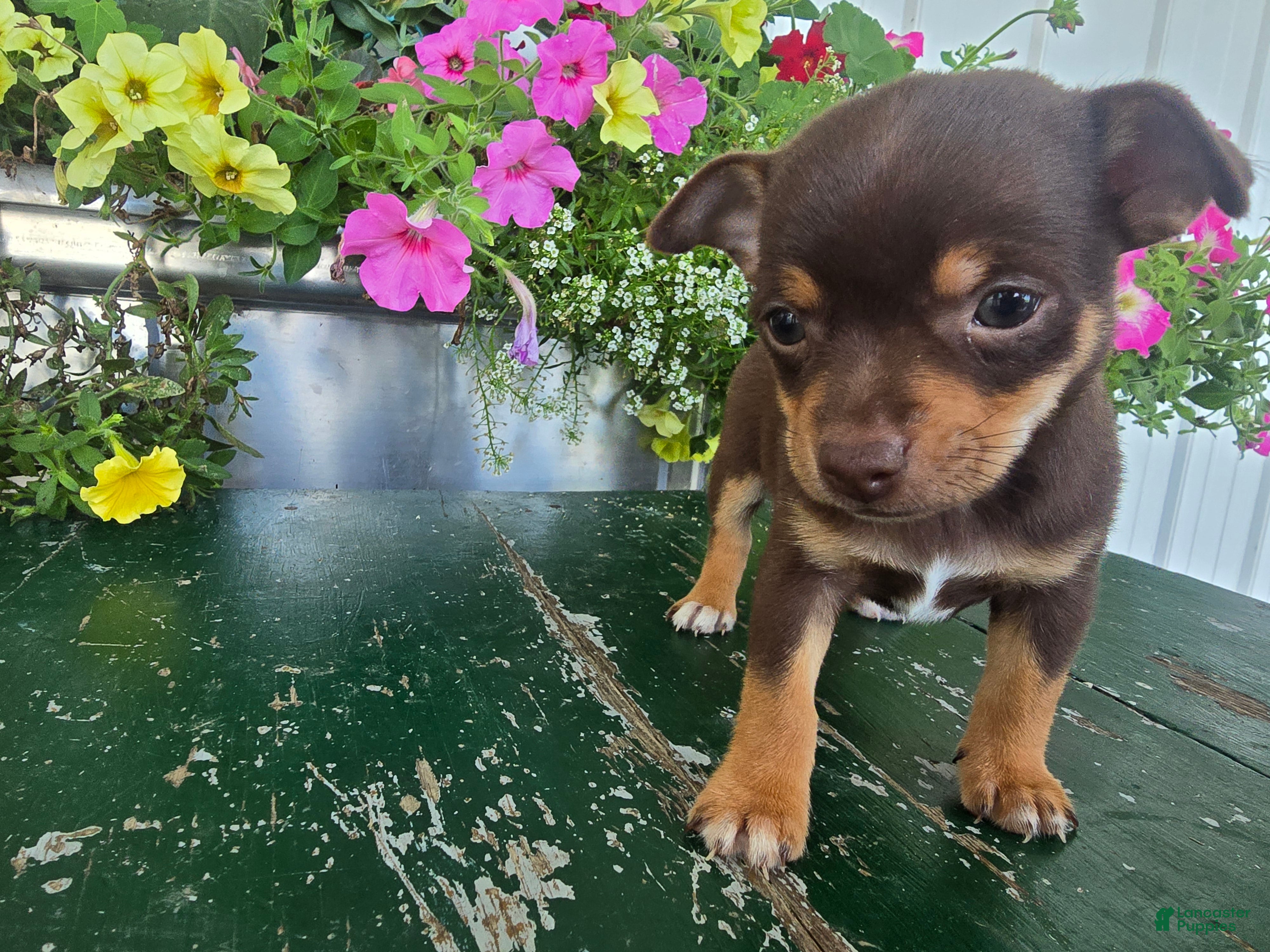 Chihuahua dogs Tippy - Ad 2