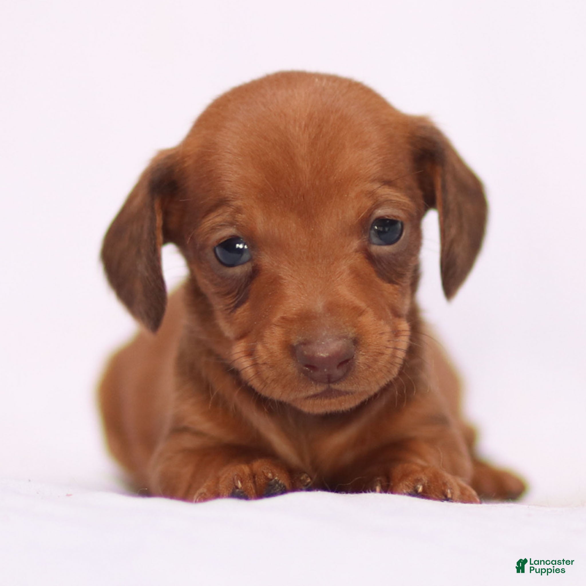 Miniature Dachshund dogs Clara - Ad 40