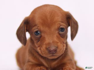 Miniature Dachshund dogs Clara - Ad 34