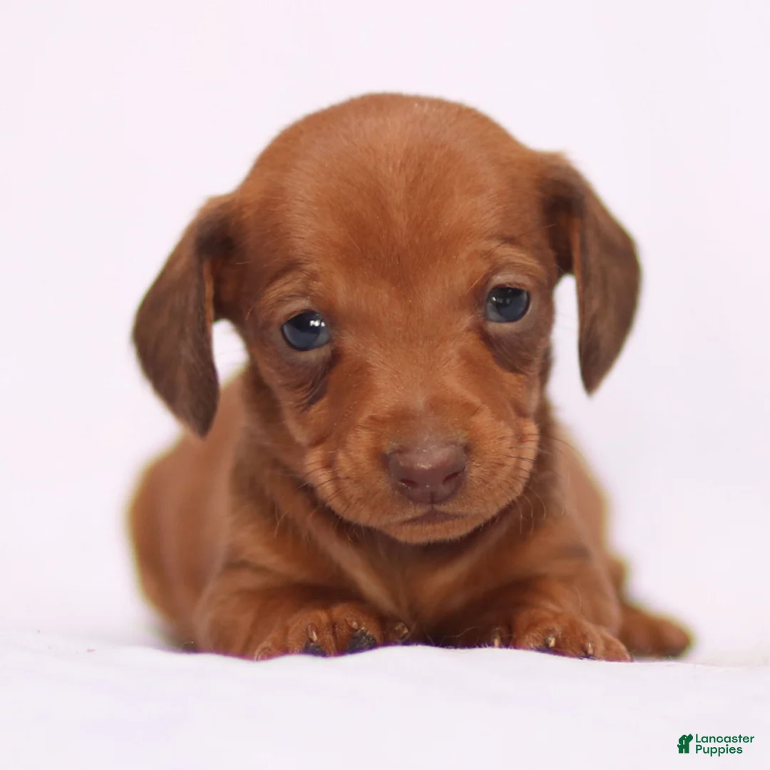 Miniature Dachshund dogs for sale: Clara - Ad 7