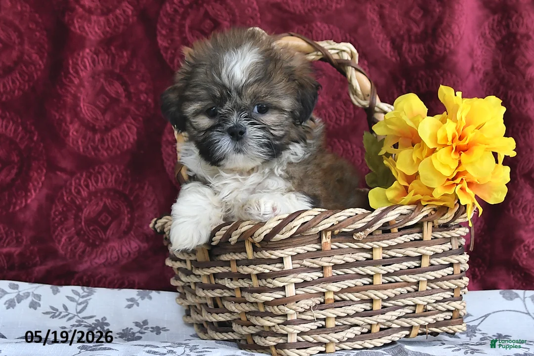 Shih Tzu dogs for sale: Sizzler - Ad 2