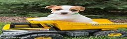 Jack Russell Terrier dogs for sale: Riley - Ad 1