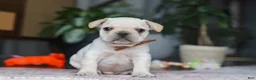French Bulldog dogs for sale: Birch  - Ad 1