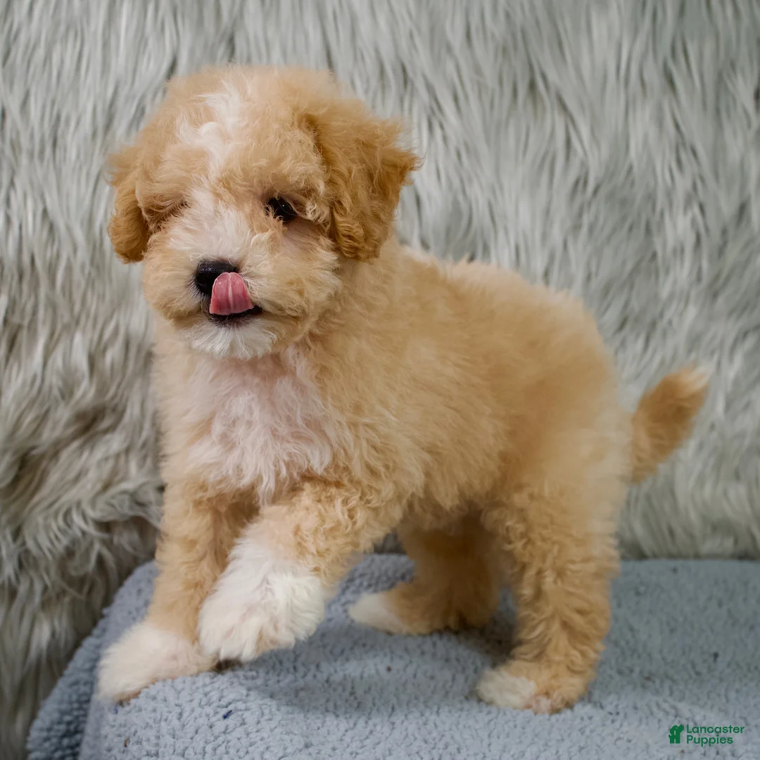 Mini Goldendoodle dogs for sale: Mini Goldendoodle 1 - Ad 2