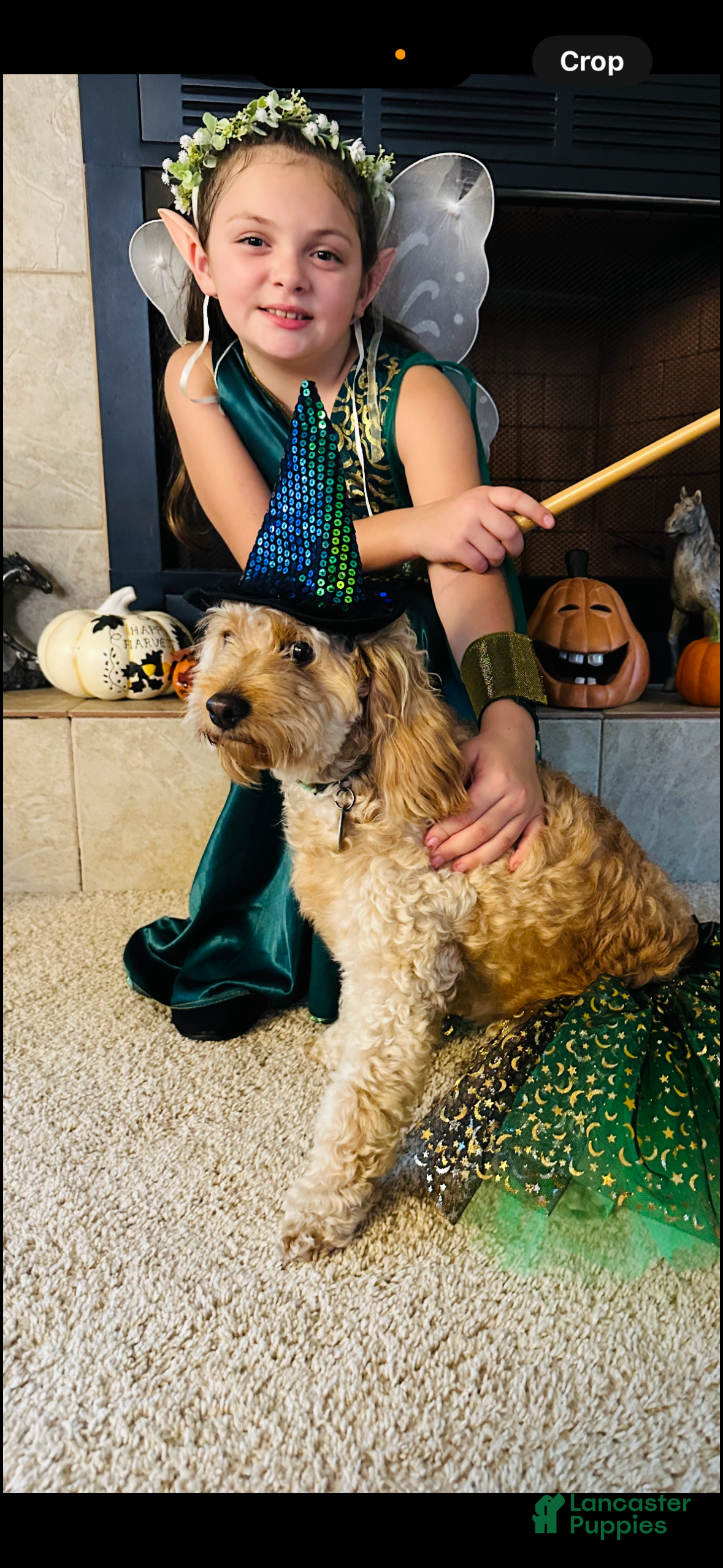 Mini Goldendoodle dogs Penny pie  - Ad 38