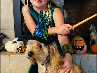 Mini Goldendoodle dogs Penny pie - Ad 6