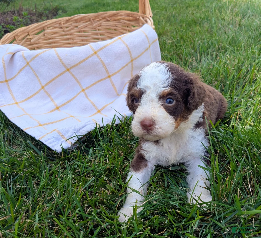Bernedoodle dogs for sale: Max - Ad 3
