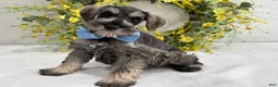 Miniature Schnauzer dogs for sale: Paisley Male 4 - Ad 1