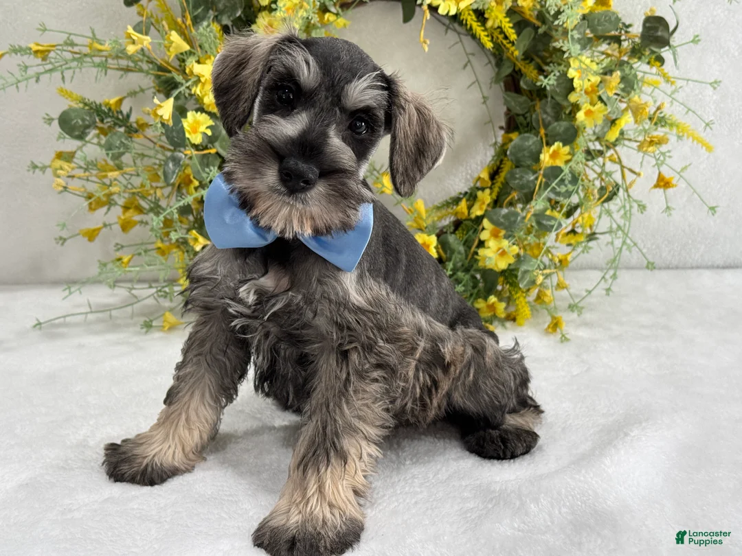Miniature Schnauzer dogs for sale: Paisley Male 4 - Ad 1