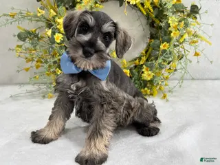 Miniature Schnauzer dogs Paisley Male 4 - Ad 3