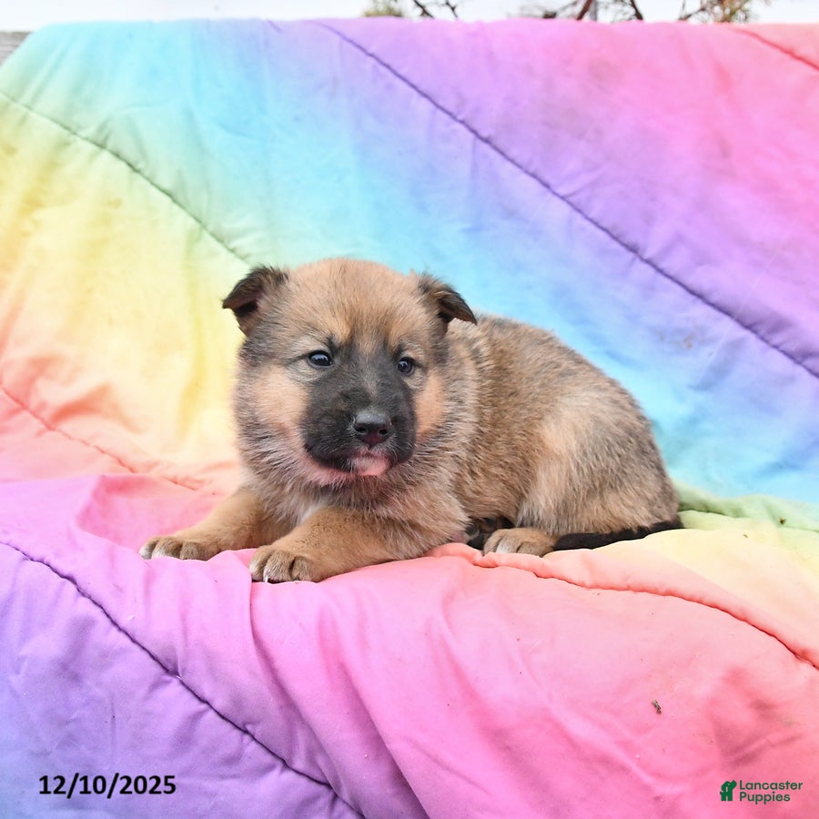 Mixed Breed dogs Bear - Ad 8