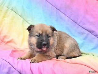 Mixed Breed dogs Bear - Ad 4