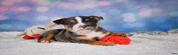 English Bulldog dogs for sale: Mia - Ad 6