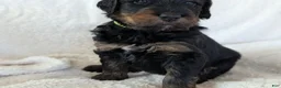 Mixed Breed dogs for sale: Jean Luc - Ad 11
