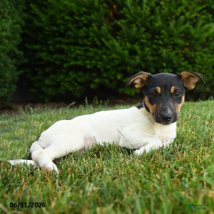 Jack Russell Terrier dogs Bena - Ad 2