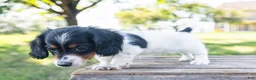 Miniature Dachshund dogs for sale: Button - Ad 5