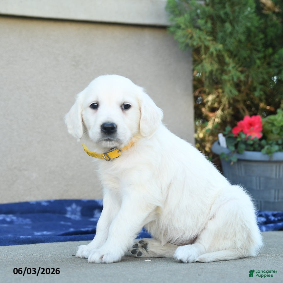 Golden Retriever dogs for sale: Francias - Ad 5