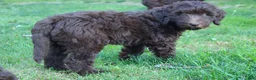 Labradoodle dogs for sale: Orion - Ad 7