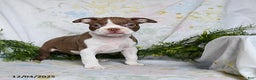 Boston Terrier dogs for sale: Benny - Ad 4