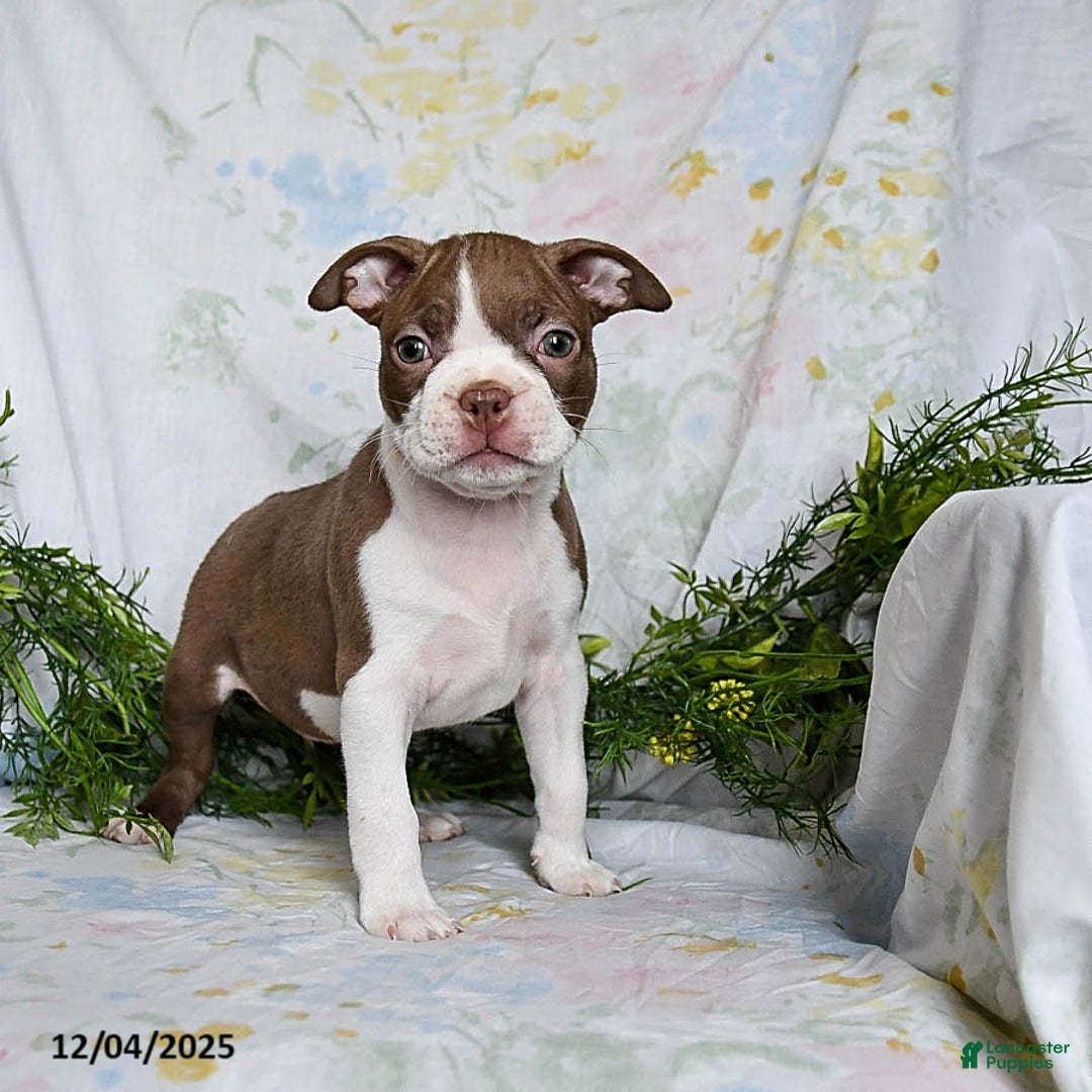 Boston Terrier dogs for sale: Benny - Ad 4