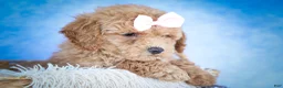 Bichpoo dogs for sale: Nessa Rose🎀 - Ad 17