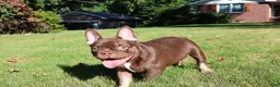 French Bulldog dogs for sale: Lil Major  - Ad 2