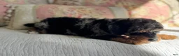 Miniature Poodle dogs for sale: Gwennie - Ad 12