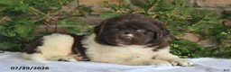 Newfoundland dogs for sale: Macy - Ad 4
