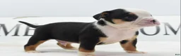 Mixed Breed dogs for sale: Diesel - Ad 3