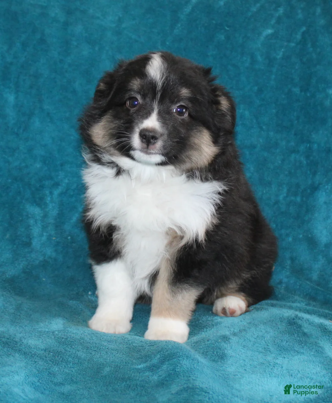 Miniature Australian Shepherd dogs for sale: Spunky - Ad 1
