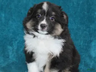 Miniature Australian Shepherd dogs for sale: Spunky - Ad 1