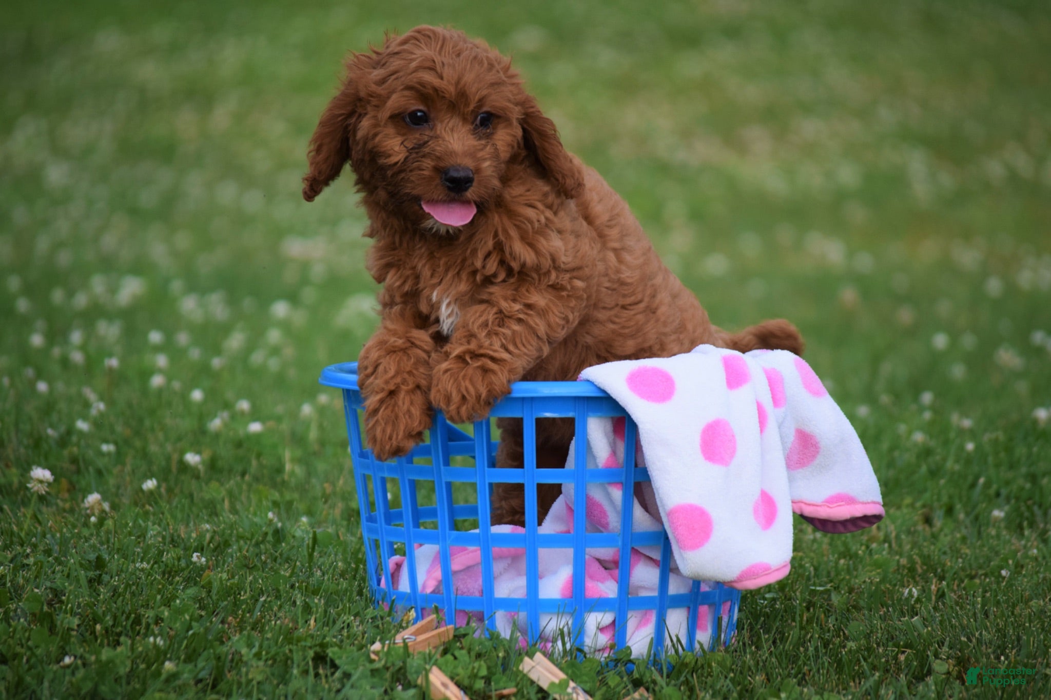 Cavapoo dogs Poppy - Ad 1