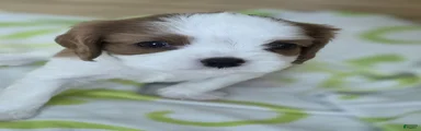 Bean