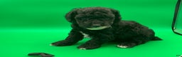 Toy Poodle dogs for sale: Billy - Ad 3