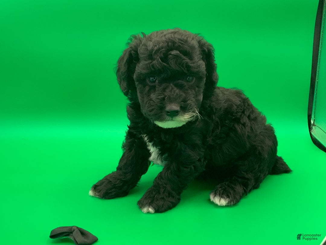 Toy Poodle dogs for sale: Billy - Ad 3