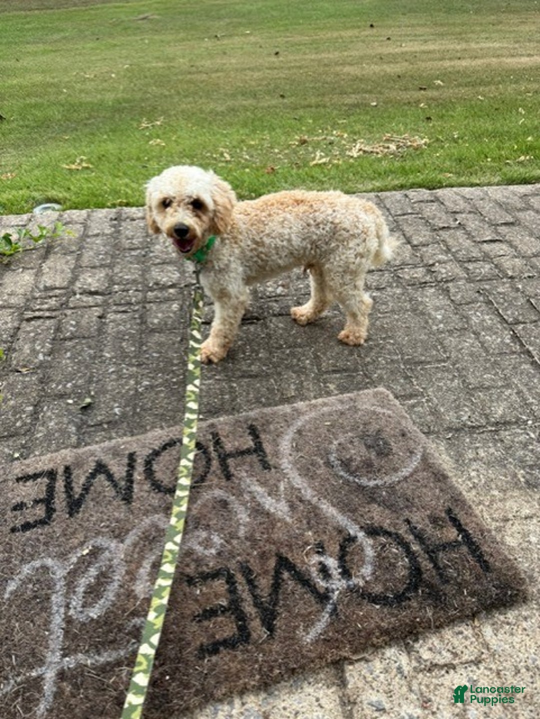 Cavapoo dogs for sale: Lyric - Ad 2