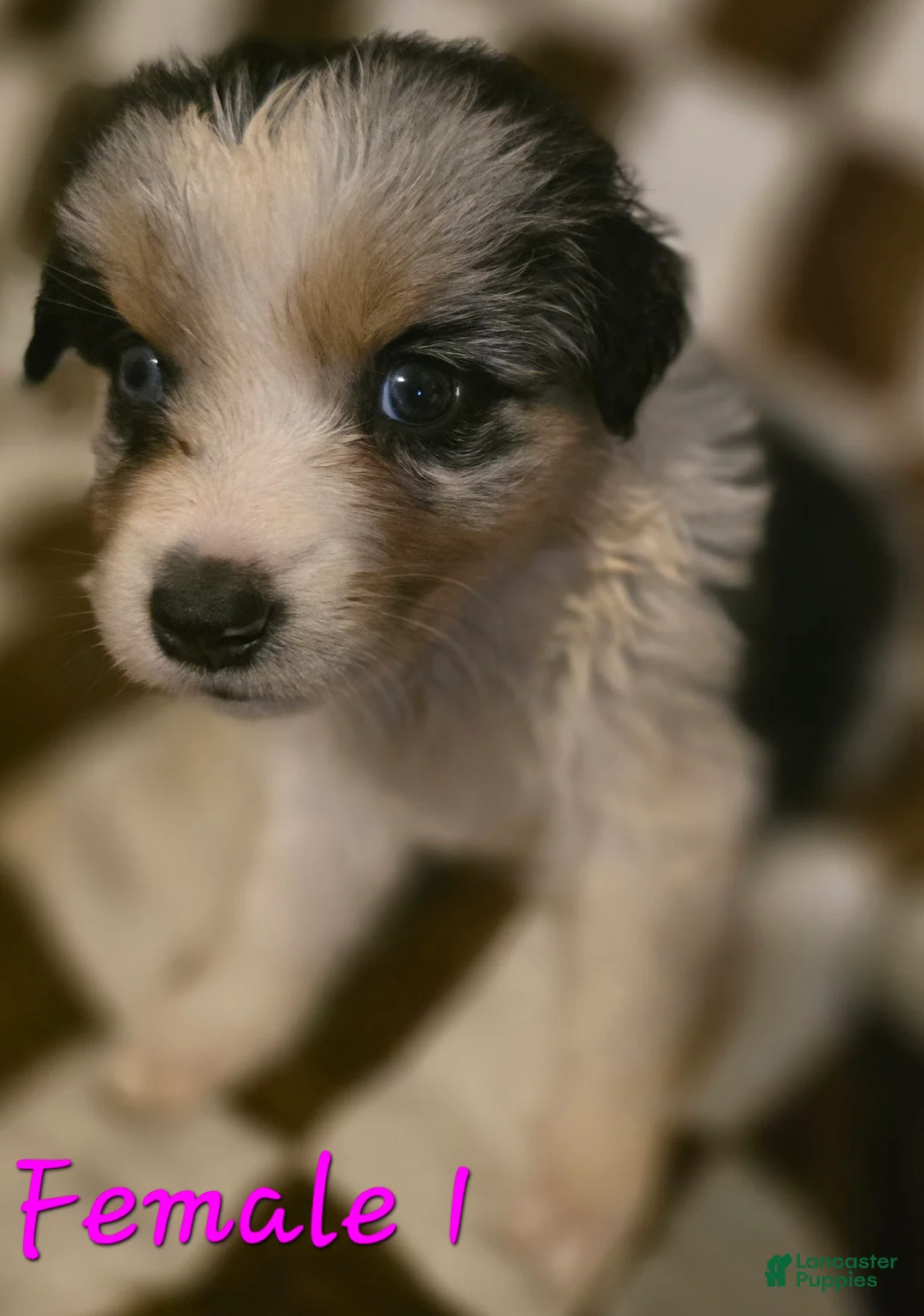 Australian Shepherd dogs for sale: Female 1 - Ad 2