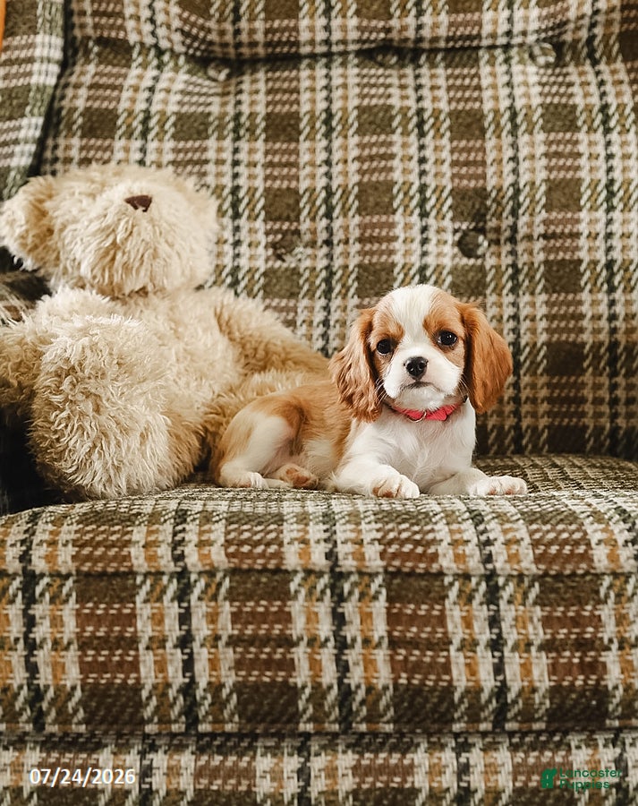 Cavalier King Charles Spaniel dogs Katy - Ad 2