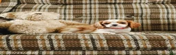 Cavalier King Charles Spaniel dogs for sale: Katy - Ad 2