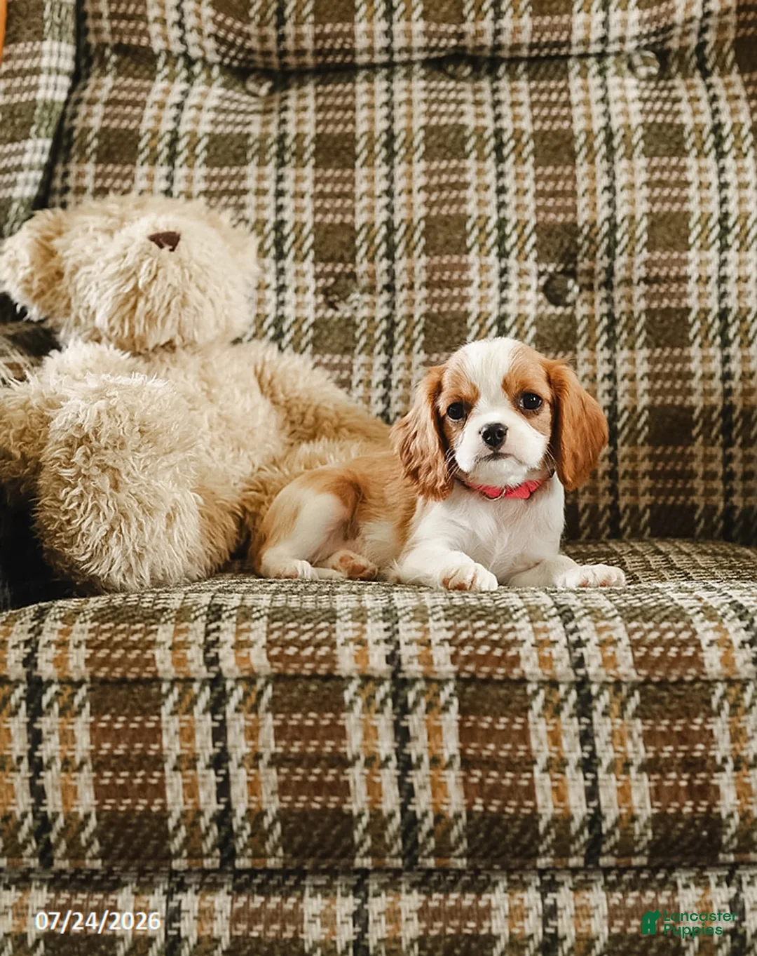 Cavalier King Charles Spaniel dogs for sale: Katy - Ad 2
