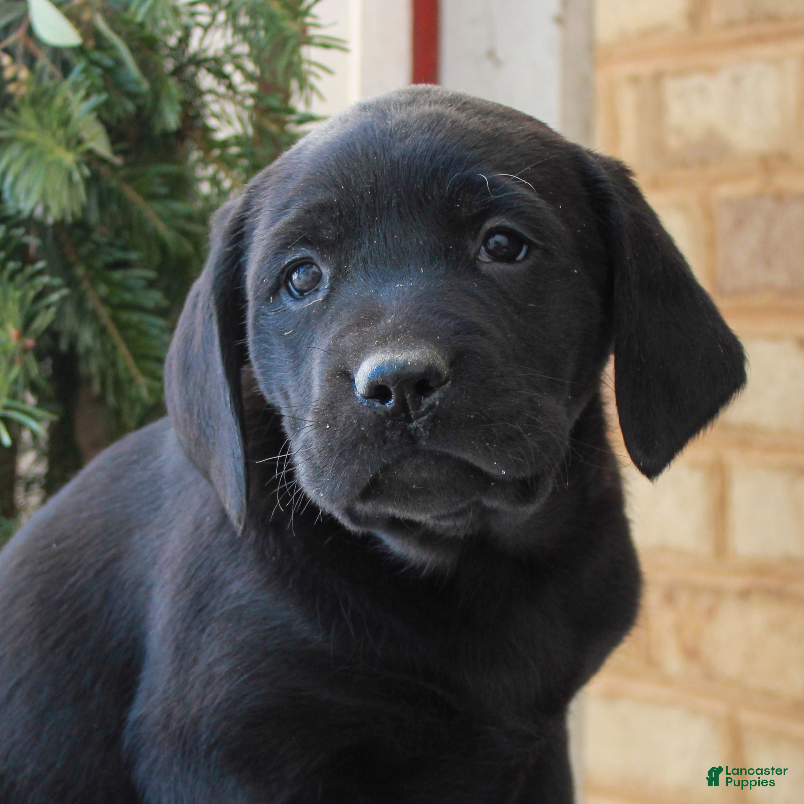 Labrador Retriever dogs Bennett  - Ad 8