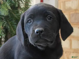 Labrador Retriever dogs Bennett - Ad 8