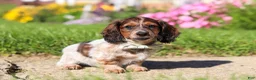 Dachshund dogs for sale: Alex - Ad 4