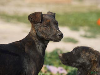 Dutch Shepherd dogs Dutch black brindle F - Ad 5