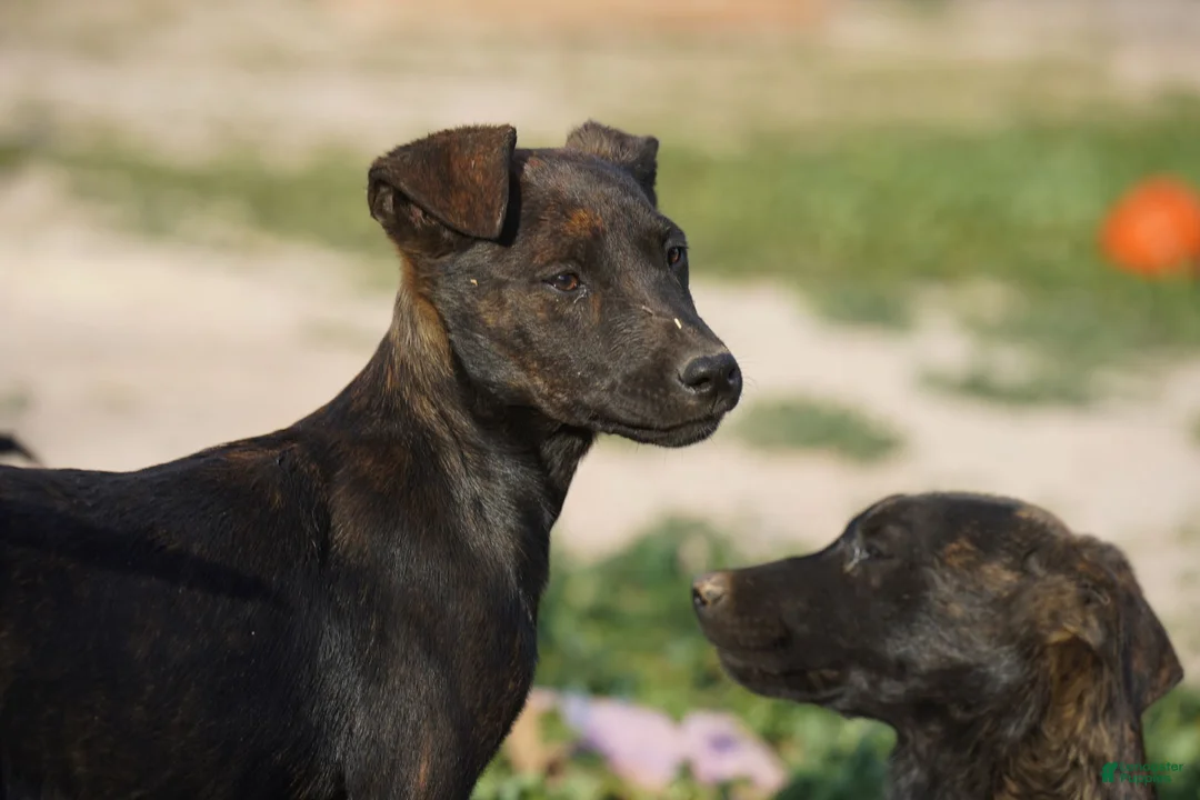 Dutch Shepherd dogs for sale: Dutch black brindle F - Ad 1