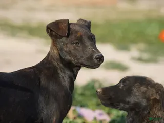 Dutch Shepherd dogs Dutch black brindle F - Ad 8