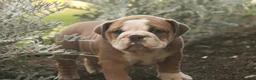 Mixed Breed dogs for sale: Dream Victorian Bulldog - Ad 11