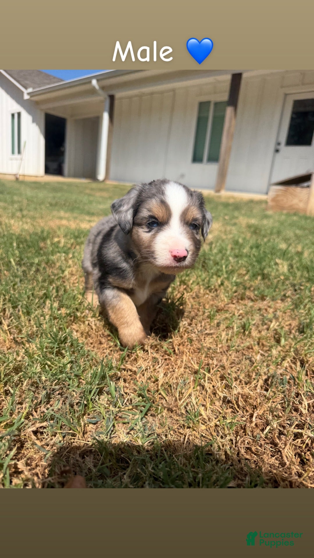 Miniature Australian Shepherd dogs Miniature Australian Shepherd 1 - Ad 24