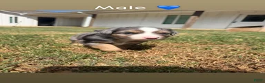 Miniature Australian Shepherd 1